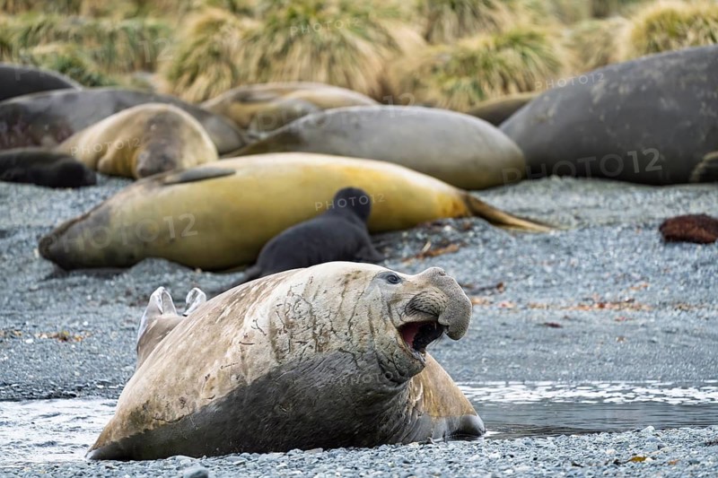 Southern elephant seal (Mirounga leonina), male with open mouth on the beach, resting female and juvenile in the background, South Georgia, South Georgia and the South Sandwich Islands