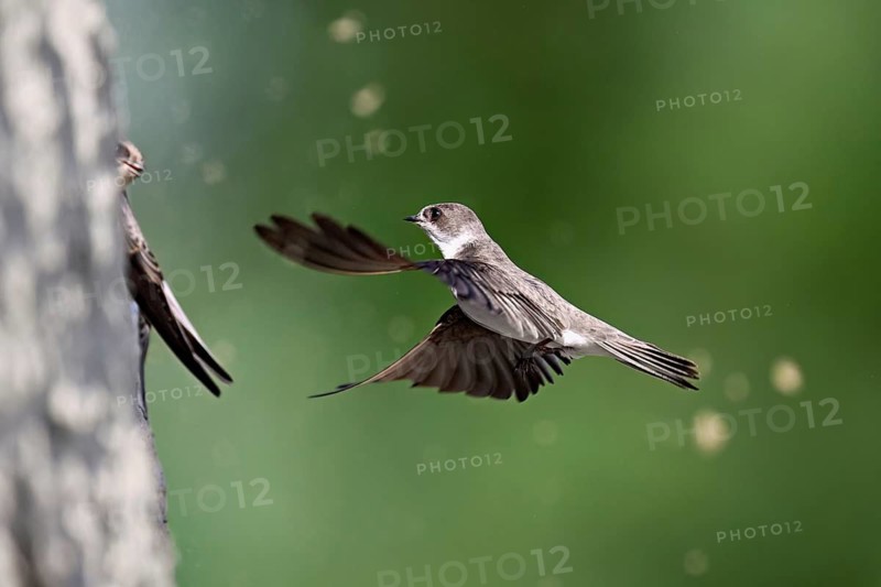 Sand martin (Riparia riparia), approaching the breeding tube, Reussegg nature reserve, Canton Aargau, Switzerland