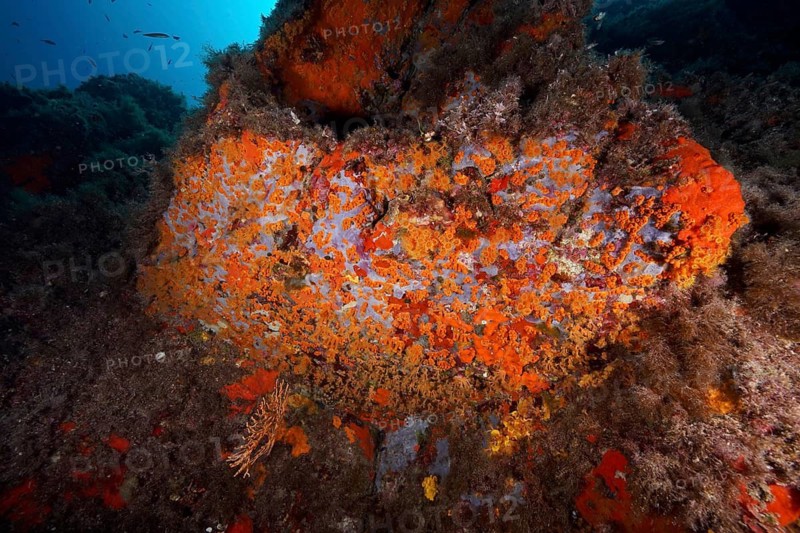 Yellow cluster anemones (Parazoanthus axinellae) growing on an underwater rock, dive site Giens Peninsula, Mediterranean Sea, Porquerolles, Provence, Côte d'Azur, France