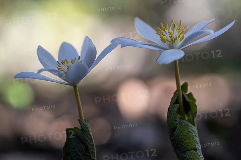 Canadian bloodroot (Sanguinaria canadensis), Emsland, Lower Saxony, Germany