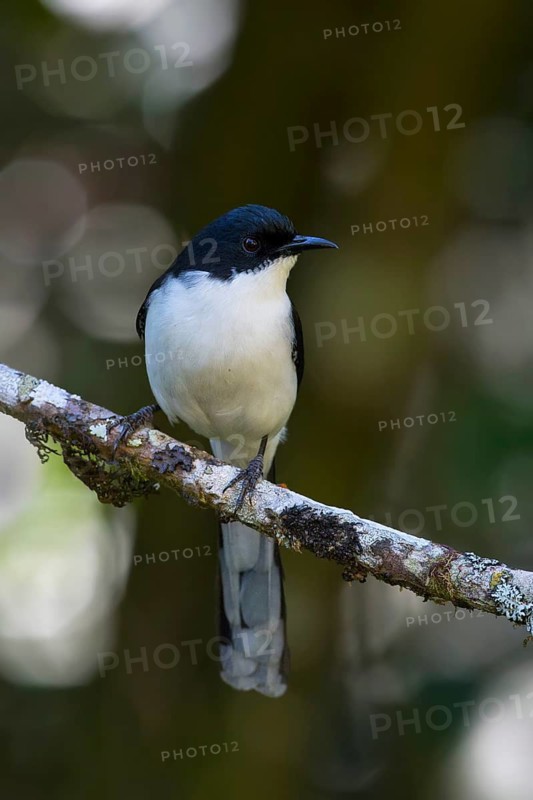 Dark-backed Sibia (Heterophasia melanoleuca), Thailand