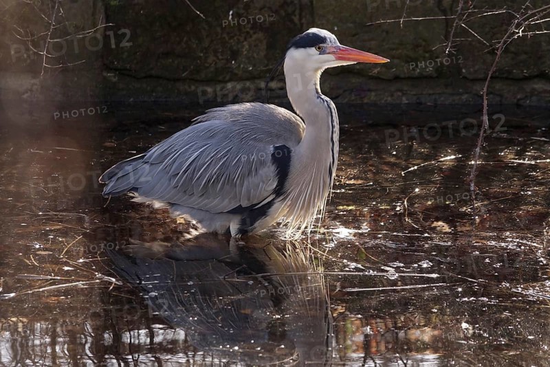 Grey heron in a lake, winter, Germany