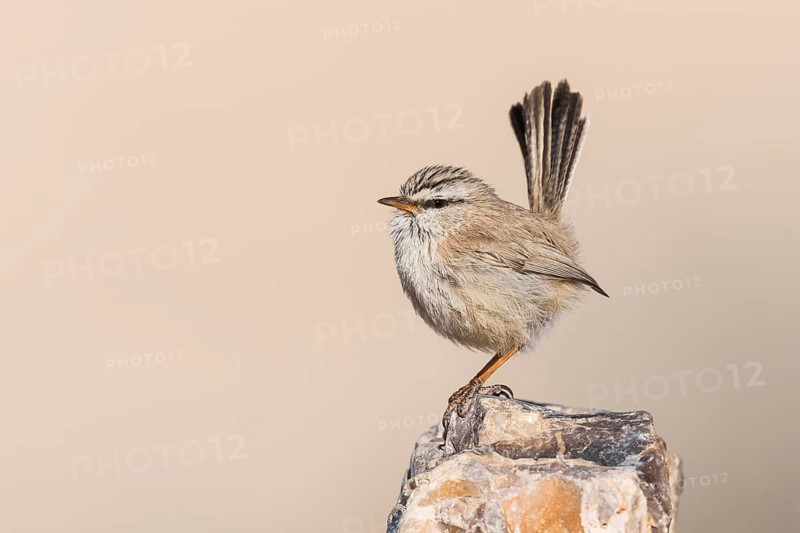 Streaked Scrub Warbler (Scotocerca inquieta), Eilat, Israel