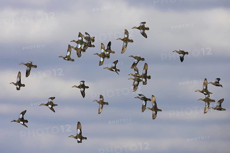 Blue-winged Teal (Spatula discors) male, Florida, USA