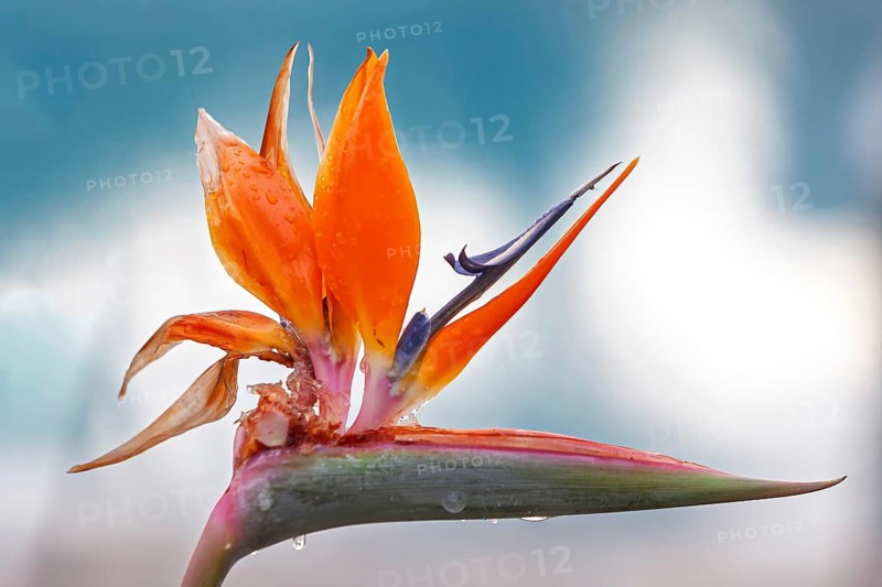 Bird-of-paradise flower (Strelitzia reginae) with raindrops, Cyprus
