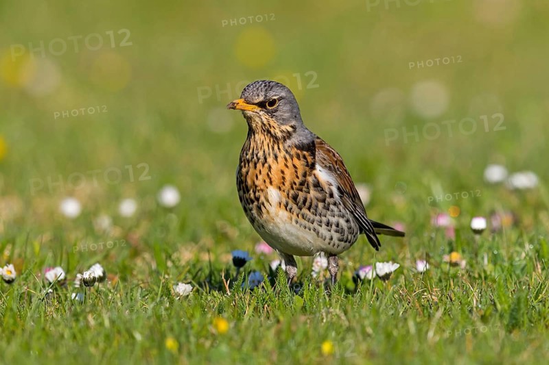 Juniper thrush, (Turdus pilaris), animals, birds, family of thrushes, Rosensteinpark, Stuttgart, Baden-Würrttemberg, Federal Republic of Germany