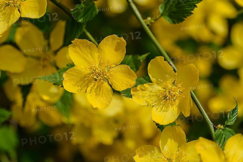 Ranunculus shrub (Kerria japonica)