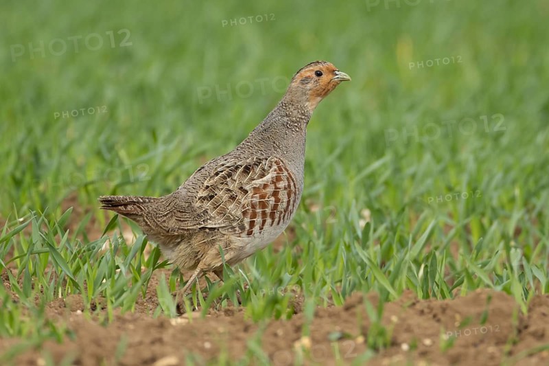 Grey or English or Hungarian partridge (Perdix perdix) adult game bird in a farmland cereal field, Suffolk, England, United Kingdom