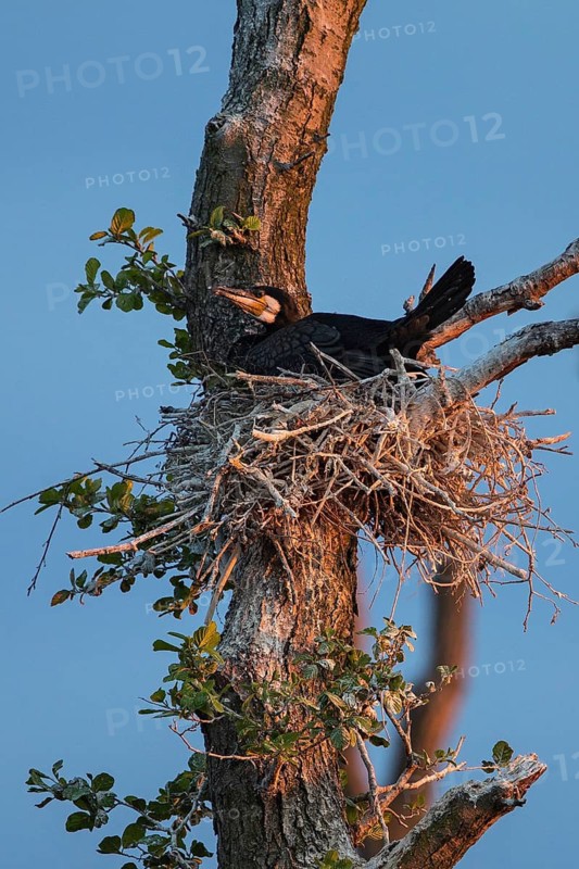 Great Cormorant (Phalacrocorax carbo) on nest, Mecklenburg-Western Pomerania, Germany