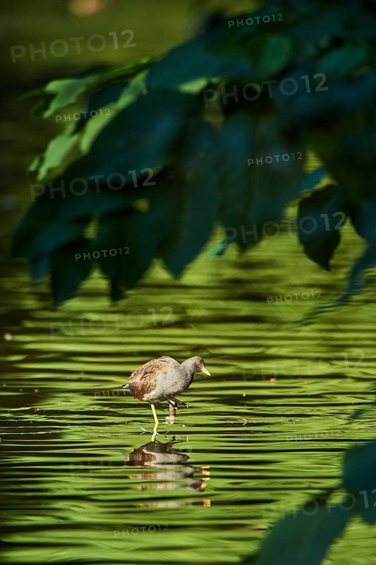 Common moorhen (Gallinula chloropus) standing in the water, Frankonia, Bavaria, Germany