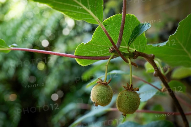Kiwifruit or Chinese gooseberry (Actinidia deliciosa), Chelsea Physic Garden, historic botanical garden, the oldest botanical garden in London, founded in 1673 by the Worshipful Society of Apothecaries, Chelsea, England, United Kingdom, United Kingdom