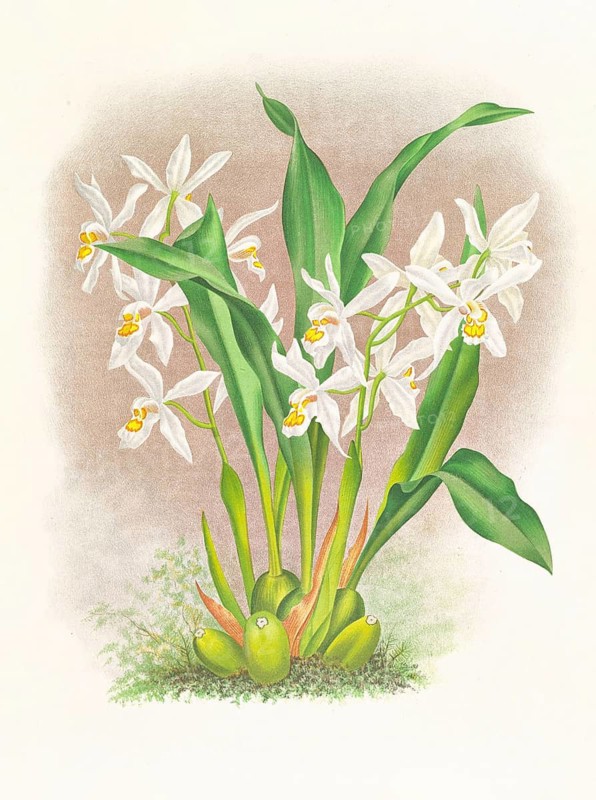 Orchid, Coelogyne ocellata, authentic reproduction of an illustration by Jean Jules Linden (1817 - 1898), Luxembourgish-Belgian botanist, one of the fathers of orchid research, Historical