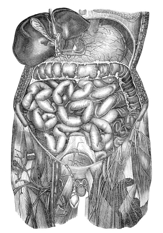 Human intestines, Historic illustration, 19th century, Eingeweide des Menschen, historische Zeichnung, 19. Jahrhundert