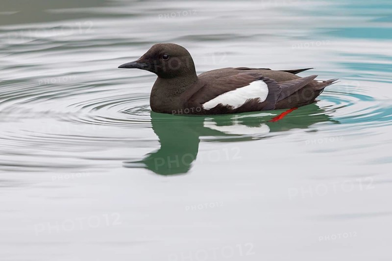 Gryllteiste, black guillemot (Cepphus grylle), Guillemot à miroir, Arao Aliblanco, Longyearbyen, Svalbard / Spitsbergen, Norway