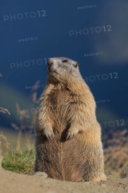 One adult Alpine Marmot, Marmota marmota, sitting erected on a rim of a soil, observing his surrounding in late light