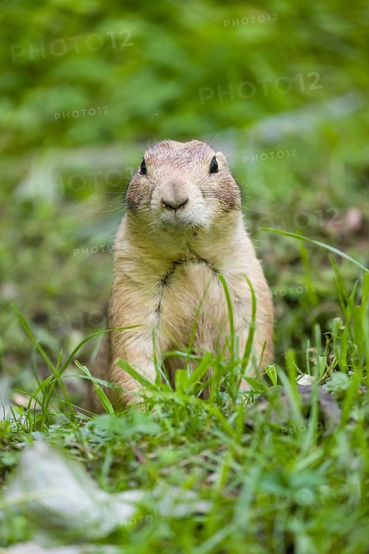 A black-tailed prairie dog sits on fresh green vegetation, searching for food on a bright sunny day
