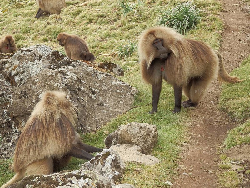 Group of jelada monkeys, blood-breasted baboons (theropithecus gelada) interacting on a grassy, rocky area, Simien National Park, Ethiopia