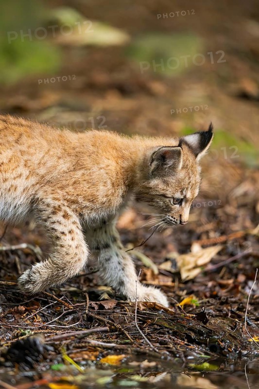 Eurasian lynx (Lynx lynx) youngsters (cub) at a little lake in a forest, Bavaria, Germany