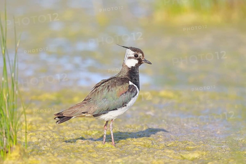 Lapwing (Vanellus vanellus), splendid plumage, foraging in the mud on the lakeshore, wildlife, wading bird, animals, waterfowl, Lake Neusiedl National Park, Burgenland, Austria