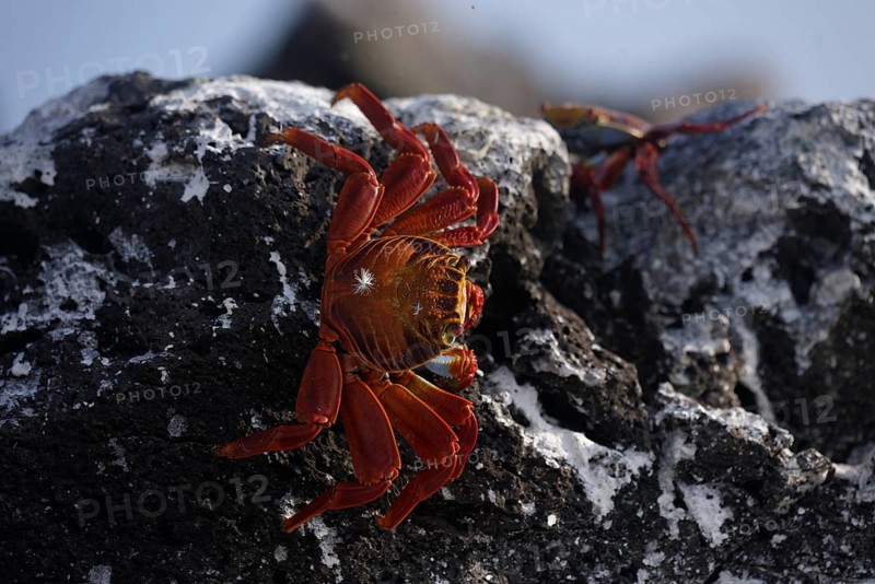 A colorful Sally Lightfoot crab climbs over black volcanic rock along the coast of the Galapagos Islands in Ecuador, showcasing the unique wildlife of this region