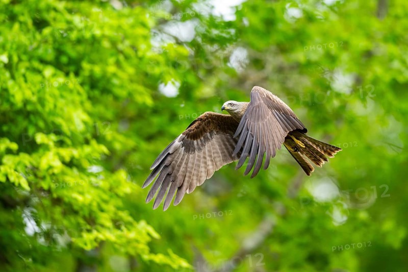 Black kite (Milvus migrans) flying in a forest in early summer, Bavaria, Germany
