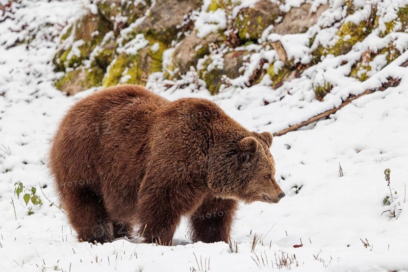 A Eurasian brown bear (Ursus arctos arctos) runs across a snow-covered meadow in hilly terrain. Transylvania, Romania