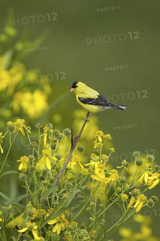 American Goldfinch (Spinus tristis) male, Ohio, USA