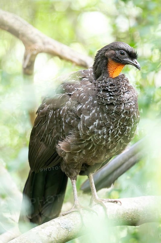 Bronze guan (Penelope obscura) in the forest in a nature reserve in Buenos Aires, Argentina