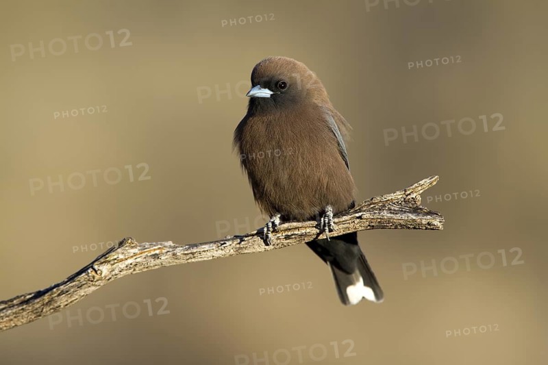 Little Woodswallow (Artamus minor), Queensland, Australia