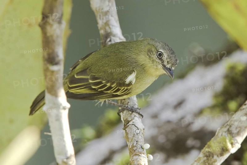 Slender-footed Tyrannulet (Zimmerius gracilipes), Ecuador