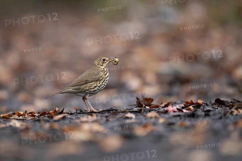 Song thrush (Turdus philomelos) adult bird with a snail for food in its beak, Suffolk, England, United Kingdom