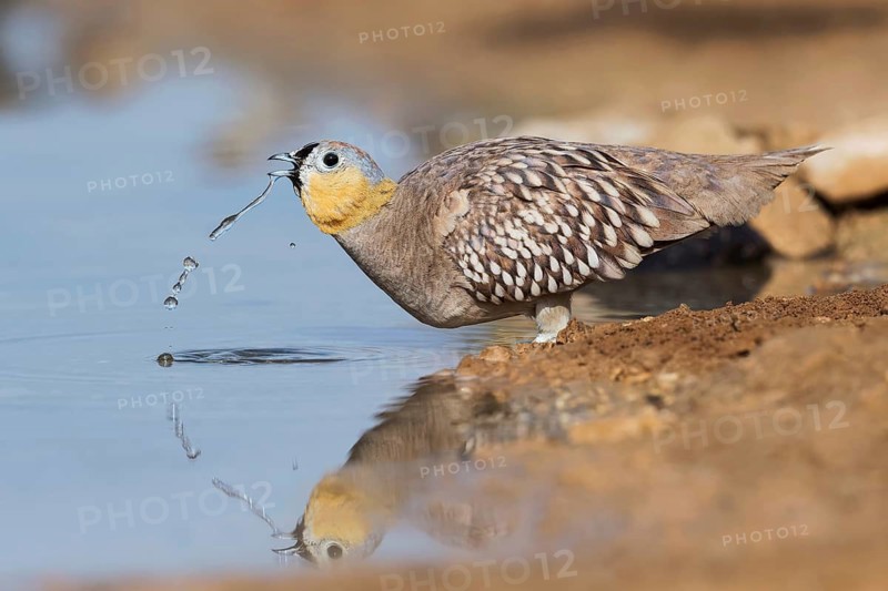 Crowned Sandgrouse (Pterocles coronatus) male drinking, Negev, Israel