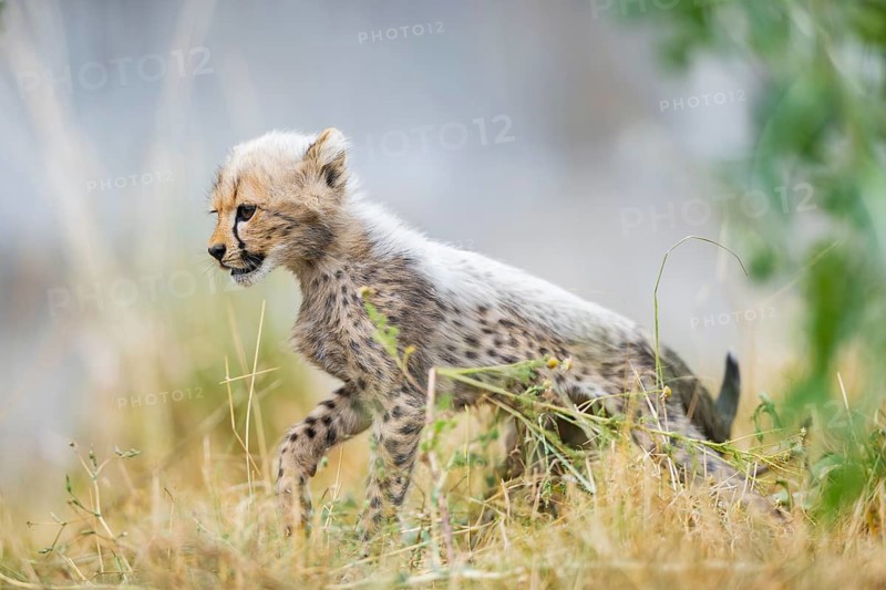 Cheetah (Acinonyx jubatus) youngster walking on a meadow, captive, occurrence Africa