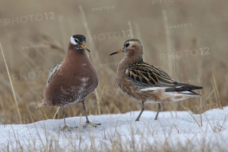 Red Phalarope (Phalaropus fulicarius), Alaska, USA