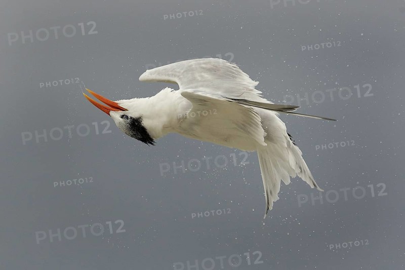 Royal Tern (Thalasseus maximus) flying, Florida, USA