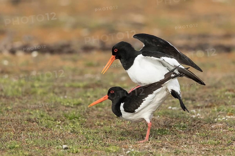 Eurasian Oystercatcher (Haematopus ostralegus) pair mating, Oeland, Sweden