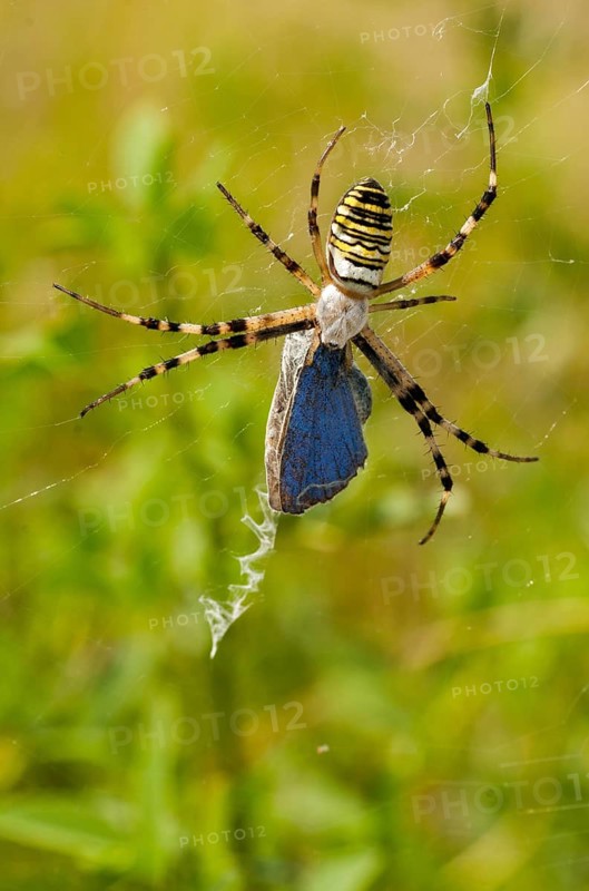 2009, Argiope Brünnichi, Brandenburg, Germany, Nabu, national natural heritage, natural paradise Grünhaus, arachnids, tiger spider, wasp spider, arthropod, post-mining landscape, prey, capture, green house, high size, portrait format, hunting, spiders, spiders, wasp spider, zebra spider