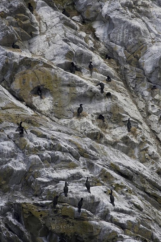 Pelagic Cormorant (Phalacrocorax pelagicus), British Columbia, Canada