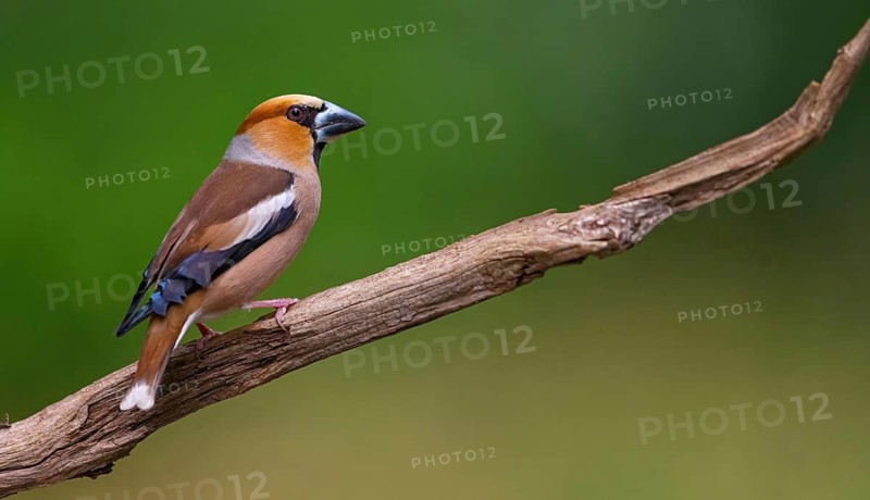 A hawfinch (Coccothraustes coccothraustes), Tiszaalp-r, Kiskuns-gi National Park, B-cs-Kiskun, Hungary