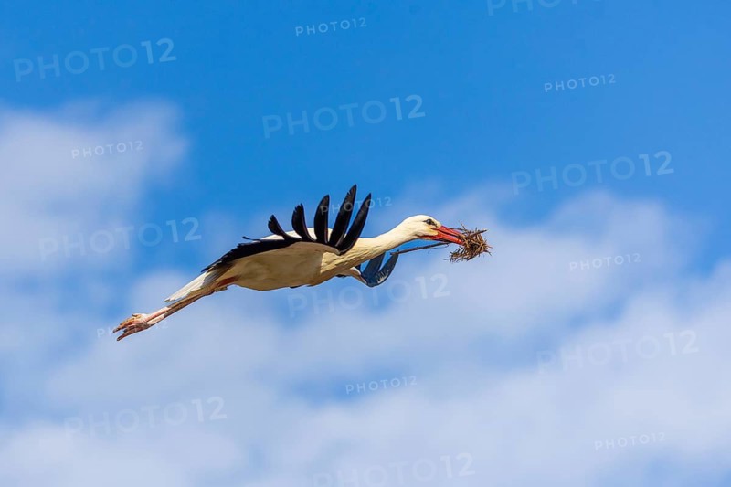 White stork (Ciconia ciconia), flying with nesting material in its beak, Affenberg, Salem, Lake Constance region, Baden-Württemberg, Germany