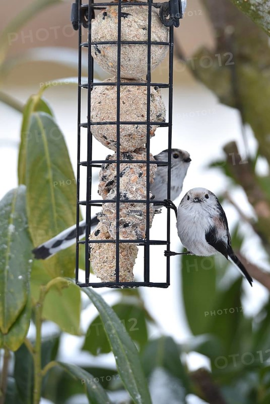 Long-tailed tits (Aegithalos caudatus) eating tit dumplings in winter, Schleswig-Holstein, Germany