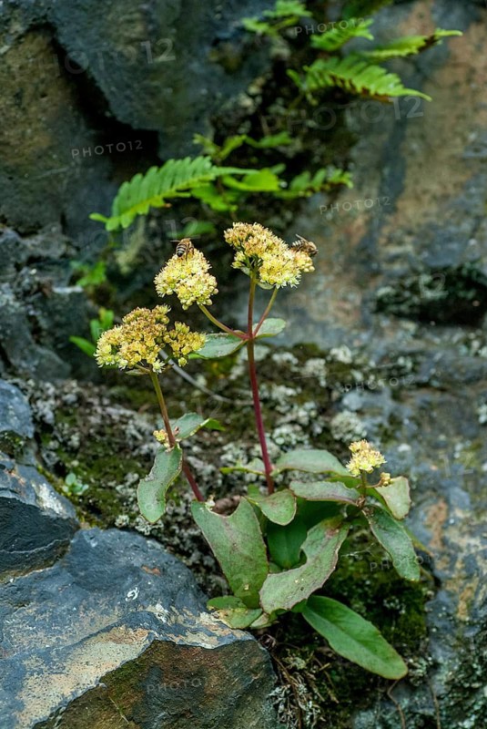 Crassulaceae, thick-leaf family, stonecrop, largefield hen, phylotelephium maximum, sedum maximum, tallest stonecrop, flora, high size, portrait format, plants, plants