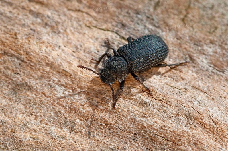 Tree Sponge Black Beetle, Black Tinder Beetle, Bolitophagus Reticulatus, Black Beetle, Tinder Sponge Beetle, Coleoptera, Insects, Beetles