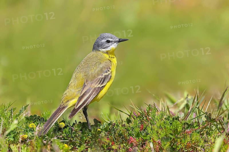 Yellow wagtail, (Motacilla flava), in a meadow, nature photography, wildlife, animals, bird, songbird, migratory bird, Ochsenmoor, Lake Dümmer, Lower Saxony, Germany