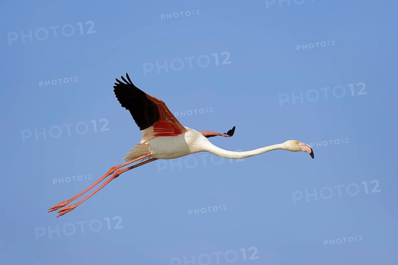 A greater flamingo (Phoenicopterus roseus) in flight, Camargue, Provence, southern France