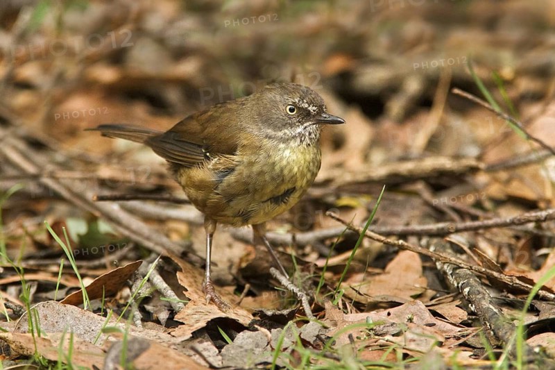 Tasmanian Scrubwren (Sericornis humilis), Tasmania, Australia
