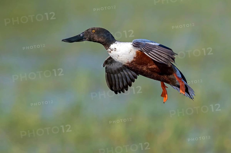 Shoveler, (Anas clypeata), flight photo, animals, birds, ducks, duck family, male, drake, Lake Neusiedl, Illmitz, Burgenland, Austria