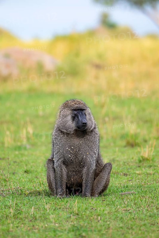 Anubis baboon or green baboon (Papio anubis) sitting in the grass, male, Murchison Falls National Park, Western Region, Uganda