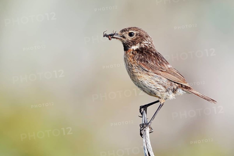 Stonechat (Saxicola rubicola), female with prey in her beak, Algarve, Portugal