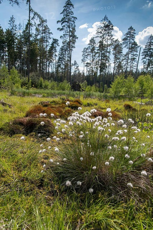 Cyperaceae, Eriophorum vaginatum, Germany, Greiz, moor cotton grass, Pöllwitz forest, sour grass, sheath cotton grass, Thuringia, Thuringia, bog, flora, hare's-tail cottongrass, high size, portrait format, landscape, marsh, moor, plants, plants, sheathed cottonsedge, tussock cottongrass, Vogtland, cotton grass